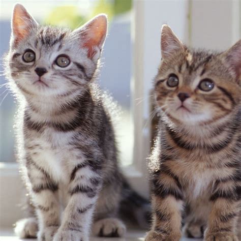 Tabby Kittens For Free - Orange Tabby Cat High Res Stock Images Shutterstock / The tabby pattern ...