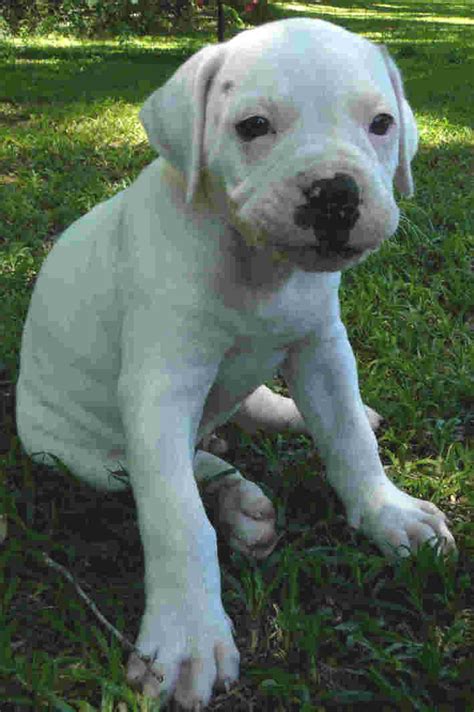 Best American Bulldog Puppies | Dog Breeds Index