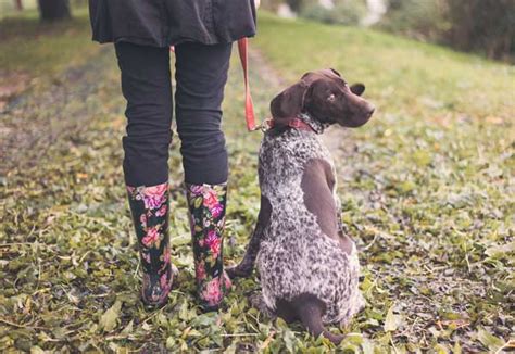 Fun With Heeling - Teach Your Dog to Walk Beside You - American Kennel Club