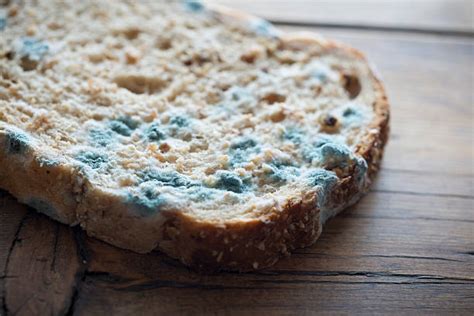 Royalty Free Bread Moldy Pictures, Images and Stock Photos - iStock