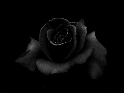 Gothic Black Rose Wallpaper HD 08807 - Baltana