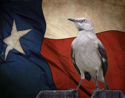 The State Bird Of Texas Photograph by David and Carol Kelly