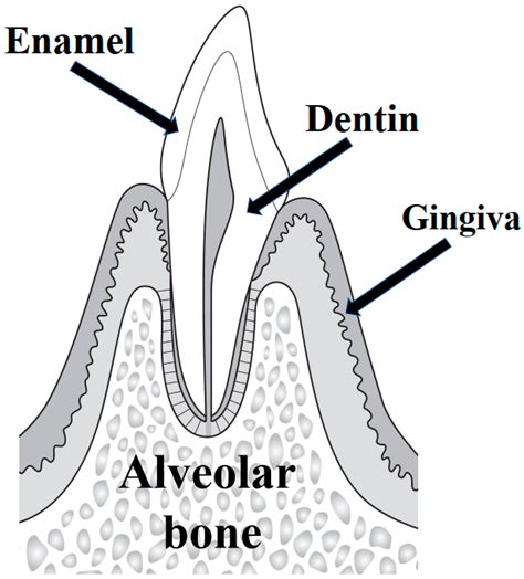 Alveolar Process