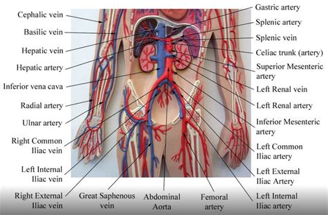 16 best Anatomy and Physiology Models images on Pinterest | Anatomy, Physiology and Anatomy ...