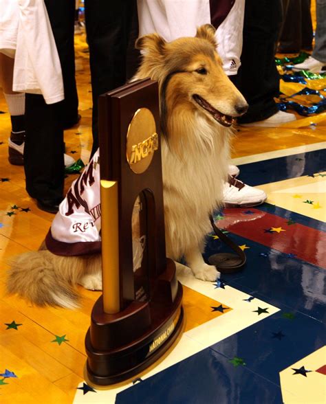 Miss Rev with the Women's Basketball NCAA Trophy | Famous dogs, Gig em ...