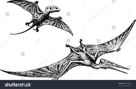 Pterodactyl Pteranodon Dinosaur: vector de stock (libre de regalías) 52103623 | Shutterstock