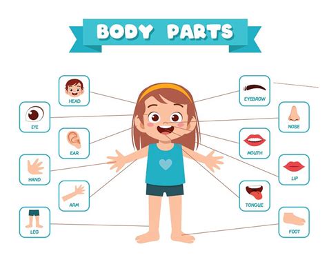 Parts Of The Nose And Their Functions For Kids
