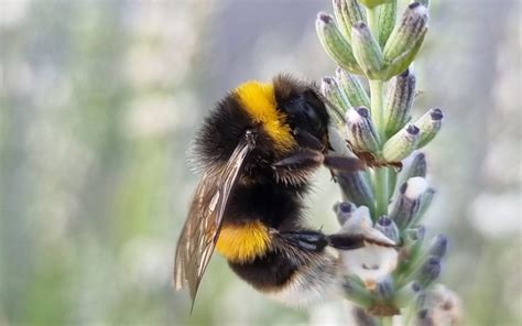 How Do I Identify A Bumblebee Nest? | ABC Humane Wildlife Control and ...