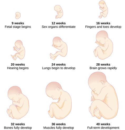 Stages of Development | Introduction to Psychology