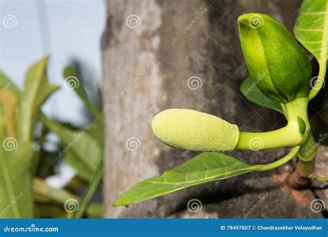 A Young Jackfruit and Flower Stock Image - Image of tropical, sweet ...