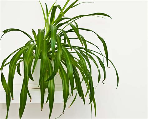 Common Spider Plant Varieties (with pictures) - My Little Jungle