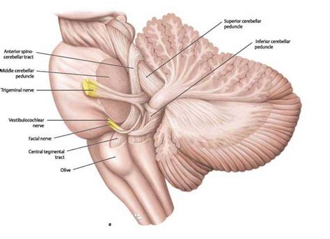 Cerebellum - Atlas of Anatomy. Head and Neuroanatomy. Michael Schuenke