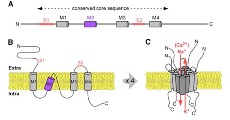 3. Schematic representation of the common structure of ionotropic ...