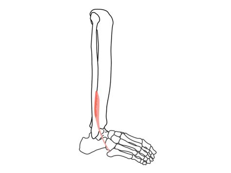 第三腓骨筋（だいさんひこつきん）の起始・停止と機能