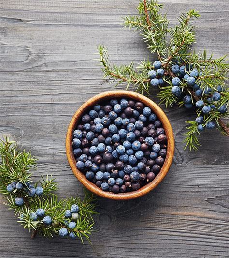 Juniper Berries: Uses, Health Benefits, And Side-effects