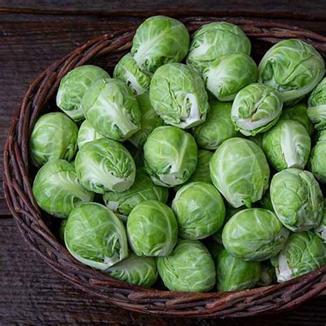 15 of the Best Brussels Sprout Varieties | Gardener’s Path