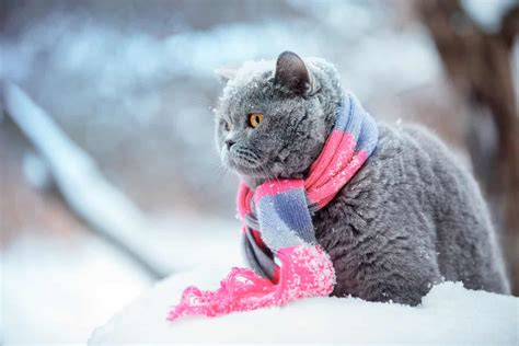 Cat With A Cold What To Do - Cat Meme Stock Pictures and Photos