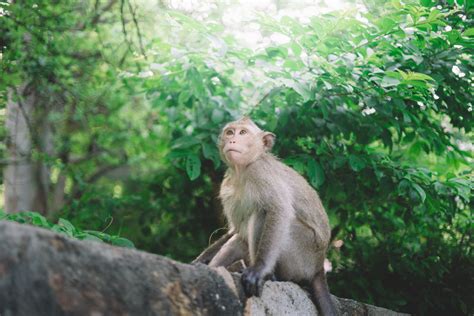 Free Images : tree, forest, animal, wildlife, zoo, jungle, mammal, fauna, primate, rainforest ...