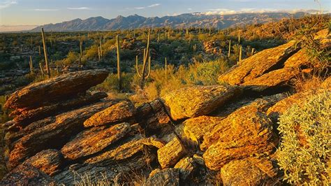 Saguaro National Park East | Arizona Highways