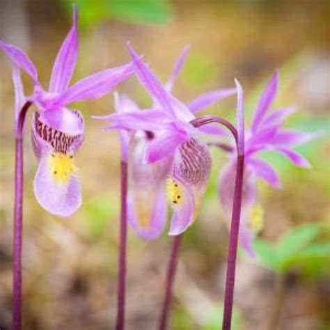 Plant Conservation | United States Botanic Garden