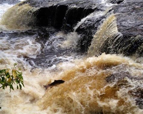 River Endrick — Vale of Leven & District Angling Club