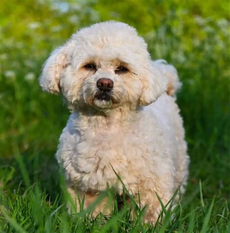 Havanese Poodle Mix: The Perfect Addition To Your Home