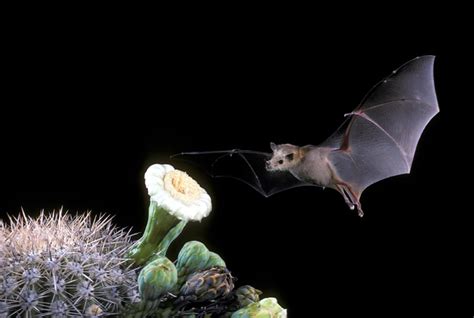 Bat Pollination