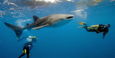 Diving with Whale Sharks - Everything You Should Know | Diviac Magazine