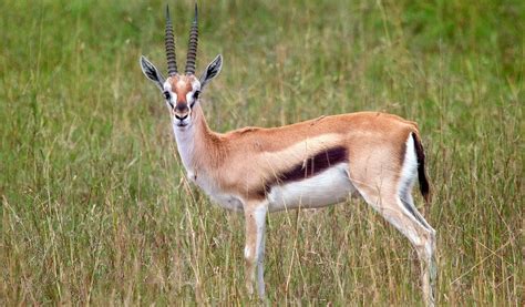 Thomson's Gazelle - Facts, Diet & Habitat Information