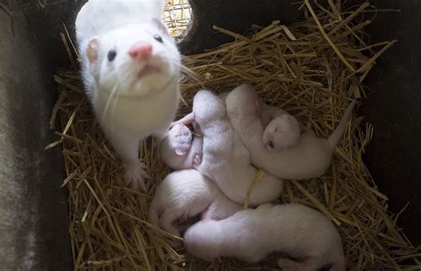 The price of fur: Inside a Russian mink farm - Global Times