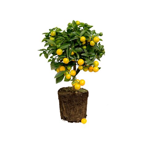 Citrus x limon lemon tree - elho® - Give room to nature