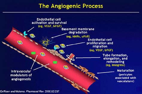 Angiogenesis and angiogenesis process in cancer & wound healing