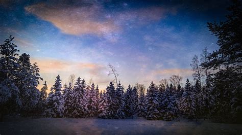 Free picture: winter, forest, evening, snowy, blue sky, wilderness ...