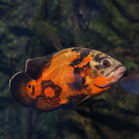 Oscar Fish Species Overview, Care & Breeding Guide