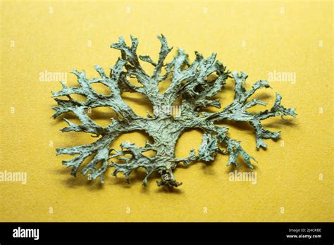 heavily branched green reindeer lichen Stock Photo - Alamy