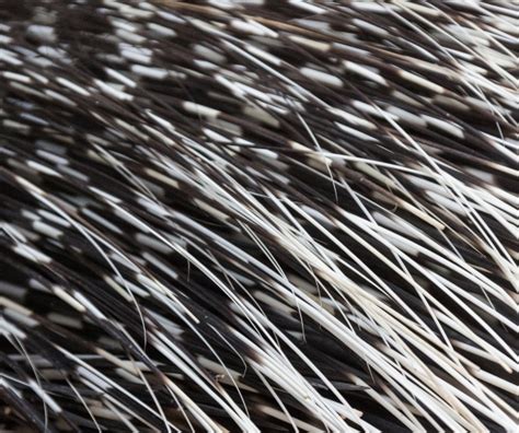 Porcupine Quills Free Stock Photo - Public Domain Pictures