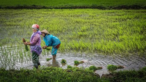 Menanam Padi Di Sawah Termasuk Jenis Usaha Di Bidang - Homecare24