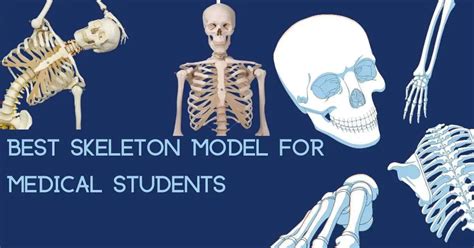 Best Skeleton Model For Medical Students - Biology Educare