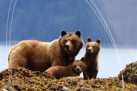 The Auditor General’s Report says habitat loss is the threat to grizzly ...