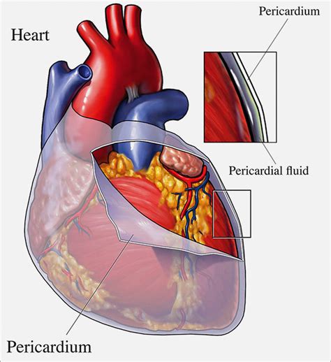 Your Pericardium | Cardiac Health