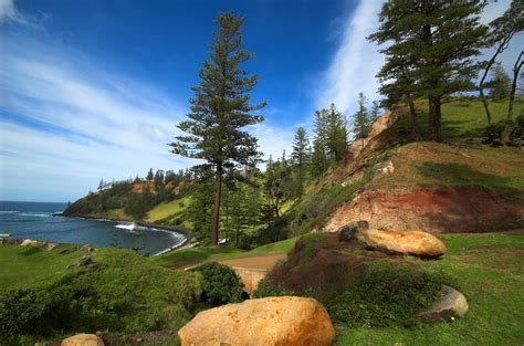 File:Norfolk-Island-Pines.jpg - Wikipedia