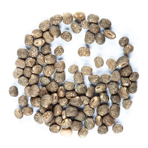 Lupine - Microgreens seeds