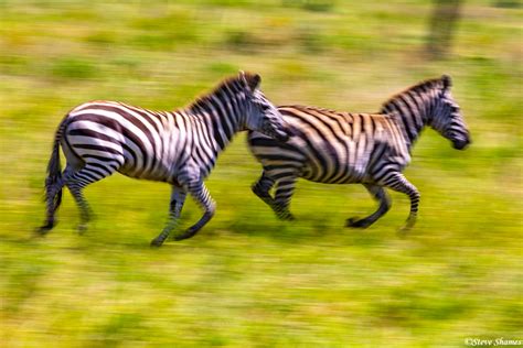 Zebras Running Wallpaper