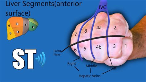 Liver Segments Ultrasound Couinaud's Anatomy - YouTube