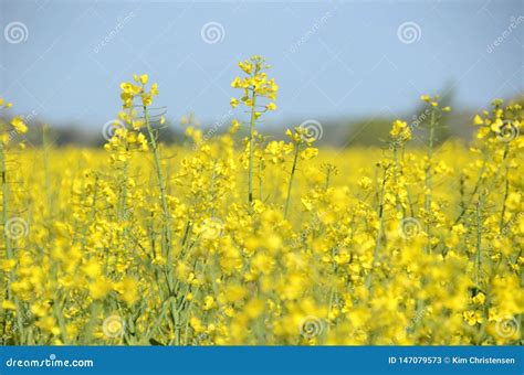 View into a rapeseed field stock image. Image of view - 147079573