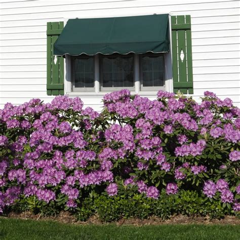 Lavender Rhododendrons for Sale | FastGrowingTrees.com