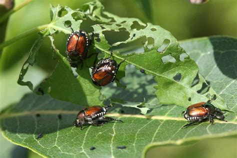 Everything About Japanese Beetle Control in Colorado