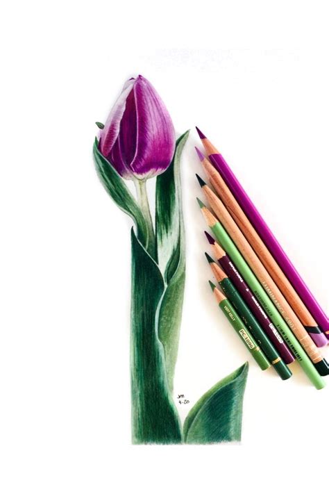 Colored Pencil Drawing of a Tulip | Colored pencil drawing tutorial ...