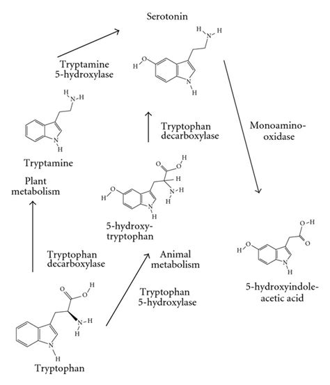 Serotonin metabolism. Tryptophan is the precursor for serotonin ...