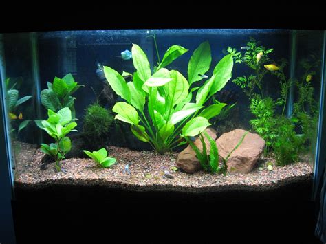 Pin by Natural Aquarium Elements on Planted Aquariums | Freshwater plants, Planted aquarium ...